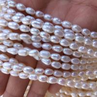 Perles d'eau douce de culture de riz, perle d'eau douce cultivée, blanc, 4.5-5mm Environ 38 cm, Vendu par brin