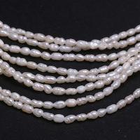 Rice Cultured Freshwater Pearl Beads, DIY, white, 2-3mm Approx 12 Inch 