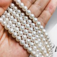 Round Cultured Freshwater Pearl Beads, DIY, white, 7-8mm Approx 15.94 Inch 