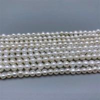 Rice Cultured Freshwater Pearl Beads, DIY, white, 5-5.5mm Approx 15 Inch 