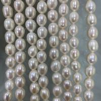 Perles d'eau douce de culture de riz, perle d'eau douce cultivée, DIY, blanc, 8-9mm Environ 37 cm, Vendu par brin