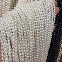 Perles d'eau douce de culture de riz, perle d'eau douce cultivée, DIY, blanc, 3-4mm Environ 37 cm, Vendu par brin