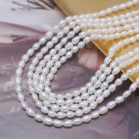 Rice Cultured Freshwater Pearl Beads, DIY, white, 3.5-4mm Approx 35-36 cm 