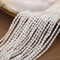 Rice Cultured Freshwater Pearl Beads, DIY, white, 2.5-3mm Approx 37-39 cm 