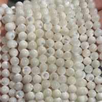 Trochus Beads, Trochus Shell, Round, polished, DIY white, 36-38cm 
