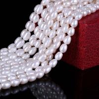 Perles d'eau douce de culture de riz, perle d'eau douce cultivée, DIY, blanc, 7mm Environ 38 cm, Vendu par brin