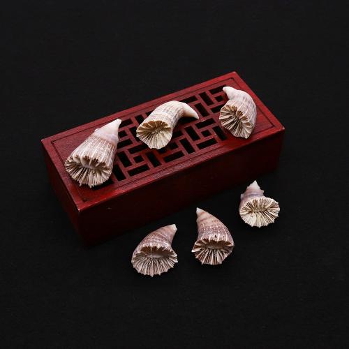 Trompette Shell pendentif en laiton, coquille, Corne, bijoux de mode & DIY, couleurs mélangées Vendu par PC