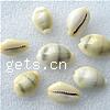 Trumpet Shell Beads, Oval, natural, no hole, 20-28mm, Approx 