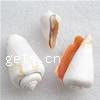 Trumpet Shell Beads, Helix, natural, no hole, 37-57mm, Approx 