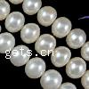 Button Cultured Freshwater Pearl Beads, natural 5-6mm Approx 0.8mm Inch 