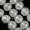 Bouton de culture des perles d'eau douce, perle d'eau douce cultivée, naturel, plus de couleurs à choisir, 11-12mm Environ 0.8mm pouce, Vendu par brin