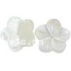Бусины из натуральных белых ракушек, Белая ракушка, Форма цветка, натуральный, отверстие:Приблизительно Approx 2.2mm, 20ПК/сумка, продается сумка