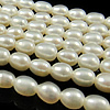 Perles d'eau douce de culture de riz, perle d'eau douce cultivée, naturel, blanc, grade A, 3mm Environ 0.8mm .5 pouce, Vendu par brin