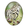 Impresión cristal Cabochon, Vidrio, Óvalo, estampado, con el patrón de la mariposa & diverso tamaño para la opción, Vendido por UD