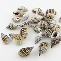 Trumpet Shell Beads, Helix, natural, no hole, 12-22mm, Approx 