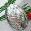 Abalone Muschel Anhänger, Messing, mit Seeohr Muschel, flachoval, Platinfarbe platiniert, doppelseitig, 40x58mm, verkauft von PC
