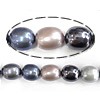 South Sea Shell Beads, Oval, mixed colors Approx 1mm Approx 16 Inch, Approx 