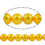 Perlas Redondas Freshwater, Perlas cultivadas de agua dulce, Esférico, amarillo, Grado A, 8-9mm, agujero:aproximado 0.8mm, longitud:15.7 Inch, Vendido por Sarta