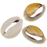 Trumpet Shell Beads, Oval, natural, no hole, 18-24mm 
