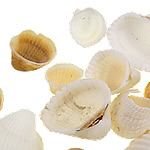 Trumpet Shell Beads, natural, no hole, 10.5-25.5mm 