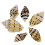 Trumpet Shell Beads, Helix, natural, no hole, 9-15.5mm 