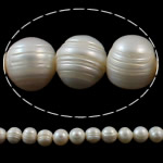 Perle comme Pommes de terre perles d'eau douce, perle d'eau douce cultivée, pomme de terre, naturel, blanc, grade A, 11-12mm Environ 0.8mm .3 pouce, Vendu par brin