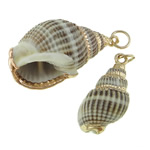 Trumpet Shell Pendant, Helix, gold color plated, 10-30x10-30mm 