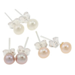 Freshwater Pearl Stud Earring, brass post pin, silver color plated, mixed colors, 4.5-5mm 
