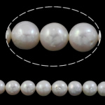 Freshwater Cultured Nucleated Pearl Beads, Cultured Freshwater Nucleated Pearl, Round, natural, white, 10-12mm Approx 0.8mm Approx 15.7 Inch 