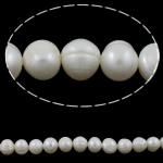 Perlas Patata Freshwater, Perlas cultivadas de agua dulce, natural, Blanco, 12-13mm, agujero:aproximado 0.8mm, longitud:aproximado 15 Inch, Vendido por Sarta