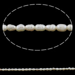 Rice Cultured Freshwater Pearl Beads, natural, white, Grade A, 2-3mm Approx 0.8mm Approx 14.5 Inch 