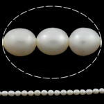 Perles d'eau douce de culture de riz, perle d'eau douce cultivée, naturel, blanc, grade A, 7-8mm Environ 0.8mm Environ 15 pouce, Vendu par brin