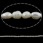 Rice Cultured Freshwater Pearl Beads, natural, white, Grade A, 3-4mm Approx 0.8mm Approx 14.5 Inch 