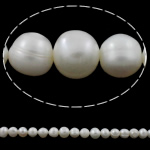 Potato Cultured Freshwater Pearl Beads, natural, white, 10-11mm Approx 0.8-1mm Approx 15 Inch 