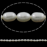 Rice Cultured Freshwater Pearl Beads, natural, white, Grade A, 5-6mm Approx 0.8mm Approx 14.5 Inch 