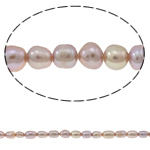 Rice Cultured Freshwater Pearl Beads, natural, light purple, Grade A, 2-3mm Approx 0.8mm Approx 14.5 Inch 