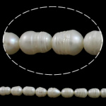 Perles nacres baroques de culture d'eau douce , perle d'eau douce cultivée, naturel, blanc, Niveau AA, 7-8mm Environ 0.8mm Environ 14.5 pouce, Vendu par brin