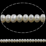 Bouton de culture des perles d'eau douce, perle d'eau douce cultivée, naturel, blanc, grade A, 5-6mm Environ 0.8mm Environ 15 pouce, Vendu par brin