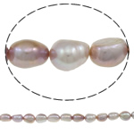 Perles nacres baroques de culture d'eau douce , perle d'eau douce cultivée, naturel, violet, grade A, 11-12mm Environ 0.8mm Environ 15 pouce, Vendu par brin