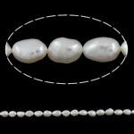 Barock kultivierten Süßwassersee Perlen, Natürliche kultivierte Süßwasserperlen, natürlich, weiß, Grade A, 7-8mm, Bohrung:ca. 0.8mm, Länge:ca. 14.5 ZollInch, verkauft von Strang
