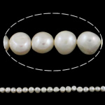 Perles nacres baroques de culture d'eau douce , perle d'eau douce cultivée, naturel, blanc, grade A, 12-13mm Environ 0.8mm Environ 14.5 pouce, Vendu par brin