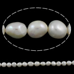 Perles nacres baroques de culture d'eau douce , perle d'eau douce cultivée, naturel, blanc, grade AAA, 12-16mm Environ 0.8mm Environ 15 pouce, Vendu par brin