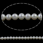 Round Cultured Freshwater Pearl Beads, natural, white, Grade AAA, 5-5.5mm Approx 0.8mm Approx 15.7 Inch 
