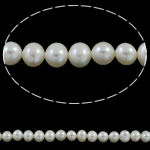 Perle comme Pommes de terre perles d'eau douce, perle d'eau douce cultivée, pomme de terre, naturel, blanc, 6-7mm Environ 0.8mm Environ 15.7 pouce, Vendu par brin