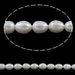Perlas Arroz Freshwater, Perlas cultivadas de agua dulce, natural, Blanco, 7-8mm, agujero:aproximado 0.8mm, longitud:aproximado 15.7 Inch, Vendido por Sarta
