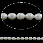 Perles d'eau douce de culture de riz, perle d'eau douce cultivée, naturel, blanc, 6-7mm Environ 0.8mm Environ 15.7 pouce, Vendu par brin