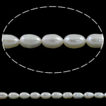 Perles d'eau douce de culture de riz, perle d'eau douce cultivée, naturel, blanc, 5-6mm Environ 0.8mm Environ 15.7 pouce, Vendu par brin