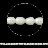 Perles d'eau douce de culture de riz, perle d'eau douce cultivée, naturel, blanc, 11-12mm Environ 2.5mm Environ 15 pouce, Vendu par brin