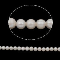 Perlas Patata Freshwater, Perlas cultivadas de agua dulce, natural, Blanco, 11-12mm, agujero:aproximado 0.8mm, longitud:aproximado 15.5 Inch, Vendido por Sarta