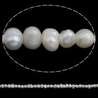 Perlas Botón Freshwater , Perlas cultivadas de agua dulce, natural, Blanco, 2-3mm, agujero:aproximado 0.8mm, longitud:aproximado 14 Inch, Vendido por Sarta